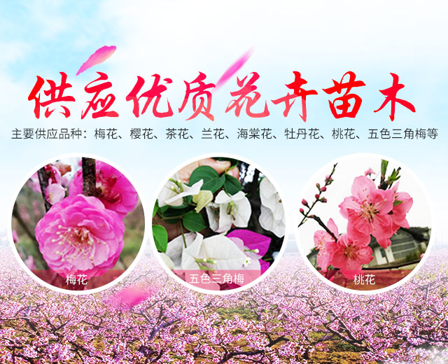 洪江花卉种植_洪江市全星花果研发有限公司