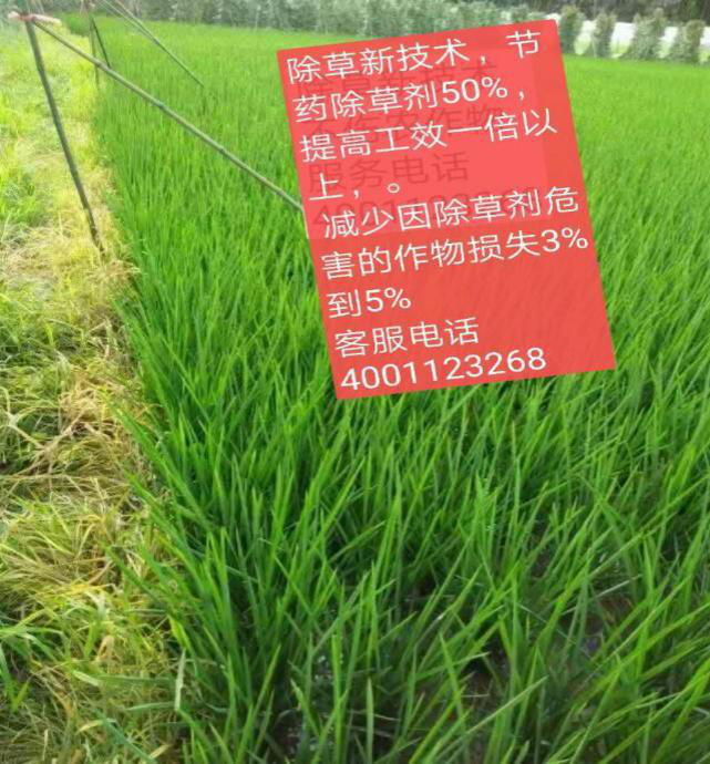 洪江花卉种植,果树种植,水稻研种,洪江市全星花果研发有限公司
