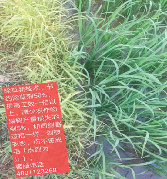 洪江花卉种植,果树种植,水稻研种,洪江市全星花果研发有限公司